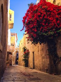 Narrow walkway along trees