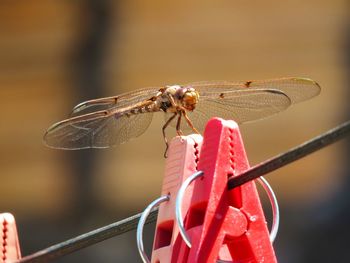 Close-up of dragonfly perching on plant