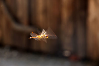 Close-up of insect flying