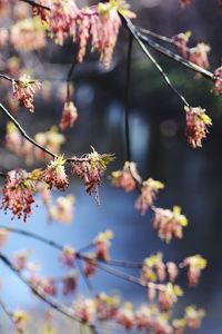 Close-up of cherry blossoms in spring