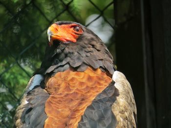 Close-up of bateleur eagle against chainlink fence