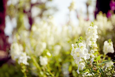 Close-up of white flowering plant