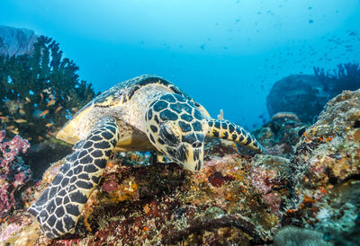 Close-up of animal swimming in sea