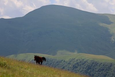 View of a horse on mountain