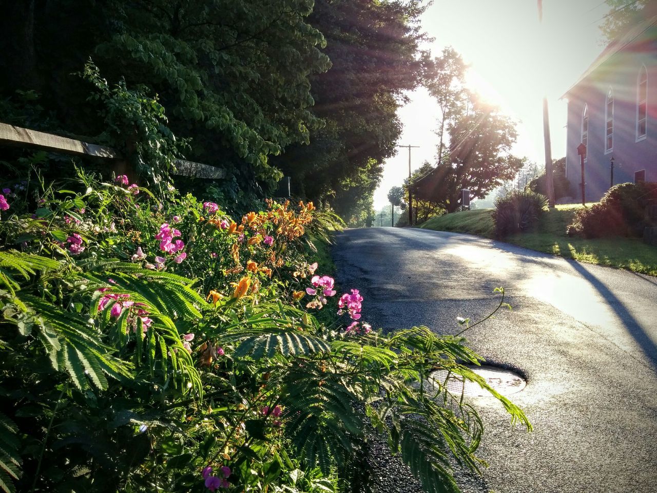 flower, growth, sunlight, plant, sunbeam, freshness, tree, nature, beauty in nature, building exterior, lens flare, sun, street, the way forward, fragility, road, built structure, leaf, day, blooming