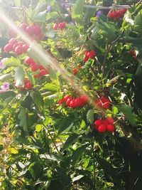 Close-up of red berries growing on tree