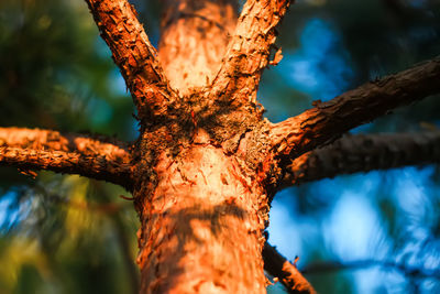 Low angle view of tree