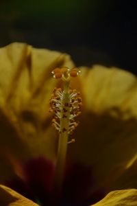 Close-up of yellow flower