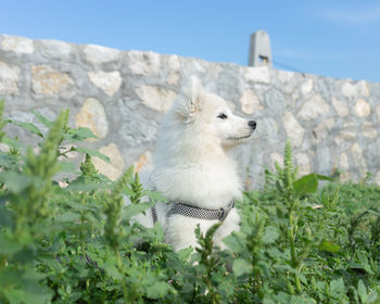 Close-up of dog standing on field