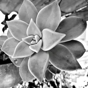 Close-up of flowers blooming in park