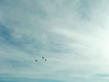 Low angle view of birds flying against sky