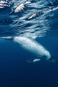 Close-up of seal swimming in sea