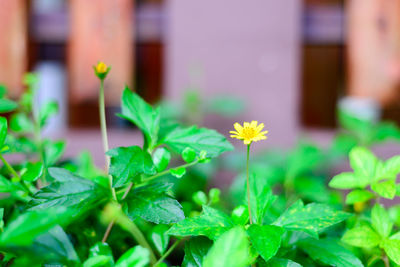 Close-up of flowering plant