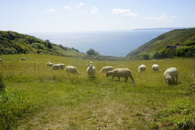 Sheep grazing on field against sky