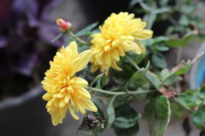 Close-up of yellow flowering plant