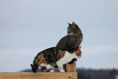 Cats sitting outdoors against sky