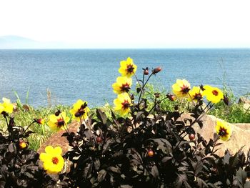 Close-up of yellow flowers blooming by sea against clear sky