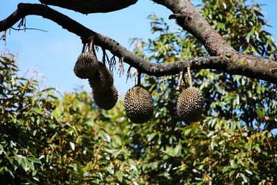 Low angle view of fruits hanging on tree