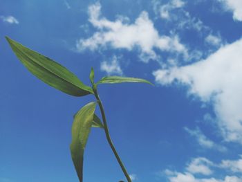 Low angle view of flowering plant against blue sky