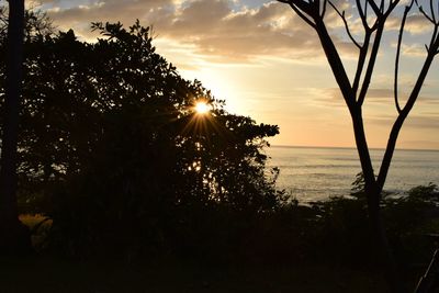 Silhouette trees on beach against sky at sunset