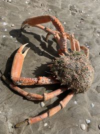 High angle view of crab