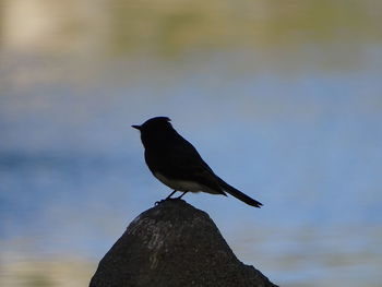 Close-up of bird perching on shore