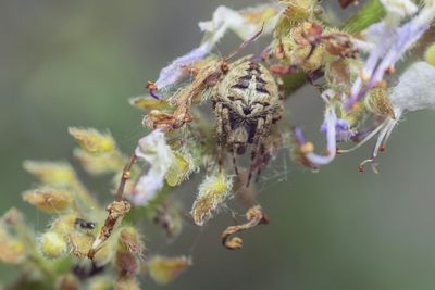 Close-up of insect on flower