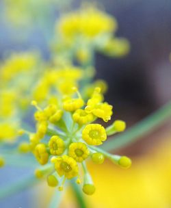 Close-up of yellow flowers