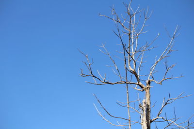 Low angle view of bare tree against clear blue sky