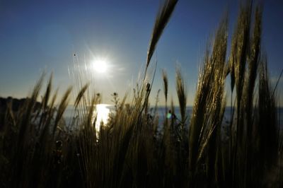 Close-up of stalks in field against clear sky