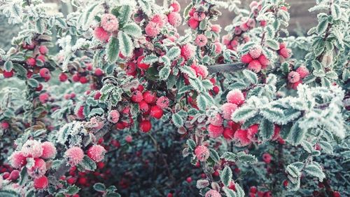 Close-up of red berries on tree during winter