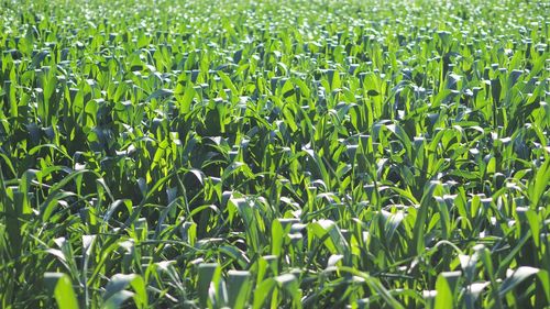 Full frame shot of corn field