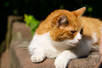 Close-up of a cat looking away