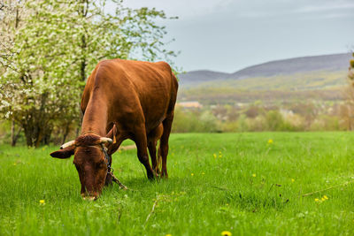 Horse grazing on field