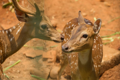 A pair of chital or cheetal deer clustered together in a zoo