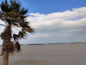 Palm trees on beach against sky