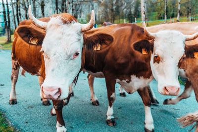 Close-up of cows