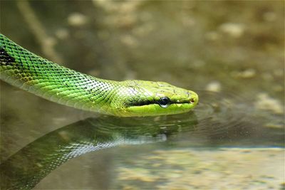 Close-up of green snake on water