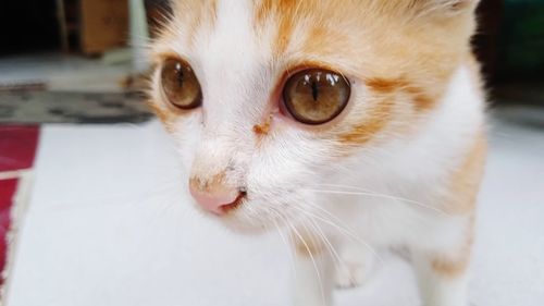 Close-up of cat