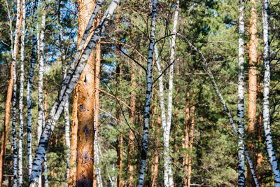 Panoramic view of pine trees in forest