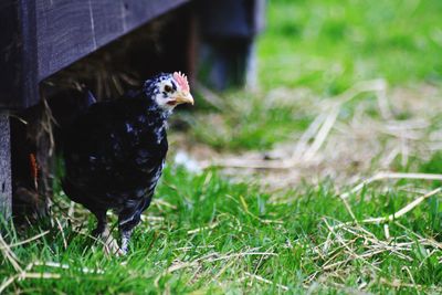 Close-up of rooster on field