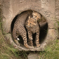 Cheetah cubs by stone hole in forest