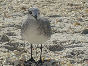 Close-up of seagull perching on land