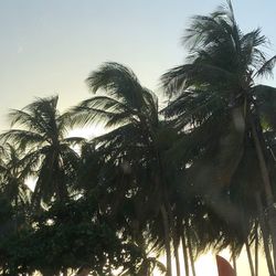 Low angle view of coconut palm trees against sky