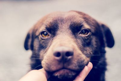 Midsection of person holding dog