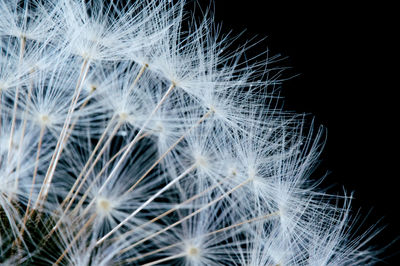 Close-up of dandelion against black background