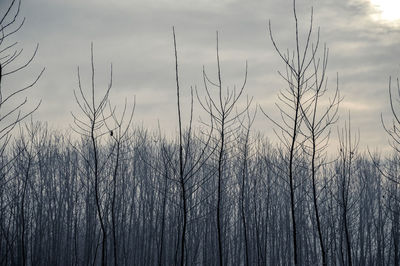 Close-up of silhouette bare trees against sky