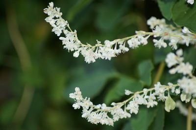 Close-up of white flowers on branch