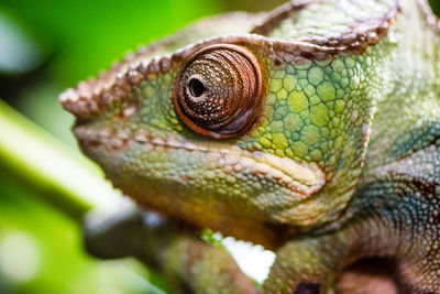 Close-up of chameleon 