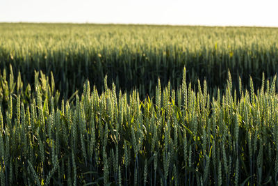 Close-up of wheat field